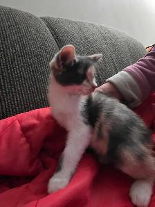 Chatons Calico Mix à vendre - Photo 4