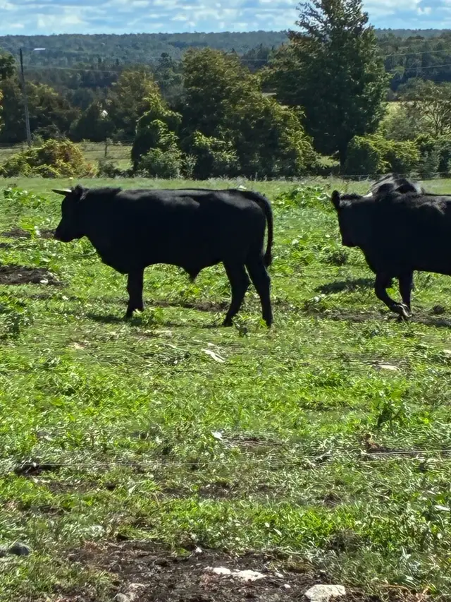 Dexter bull