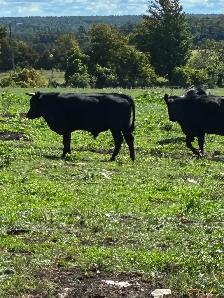 Dexter bull