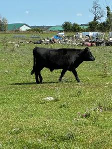 Dexter bull - Photo 2