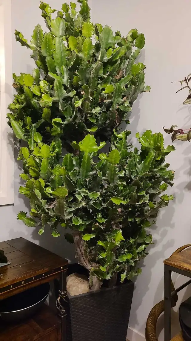 FREE Large Cactus Plant