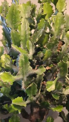 FREE Large Cactus Plant - Photo 3