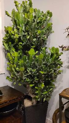 FREE Cactus Plant