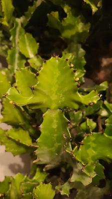 FREE Cactus Plant - Photo 2
