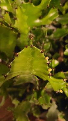 FREE Cactus Plant - Photo 4