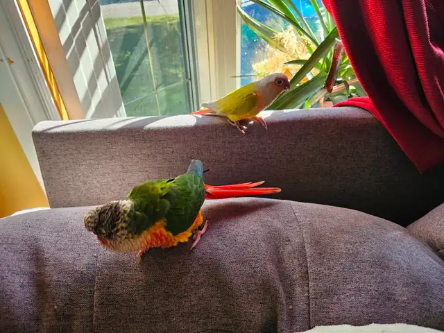 Two pineapple conures