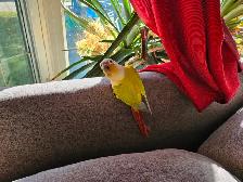 Two pineapple conures - Photo 2