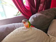 Two pineapple conures - Photo 3