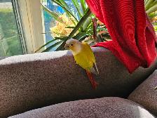Two pineapple conures - Photo 4