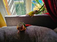 Two pineapple conures - Photo 5