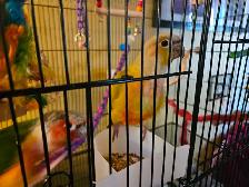 Two pineapple conures - Photo 7