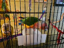 Two pineapple conures - Photo 8