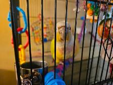 Two pineapple conures - Photo 9