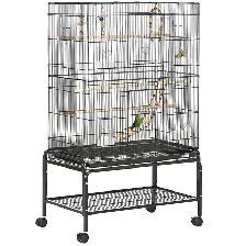 Two pineapple conures - Photo 10