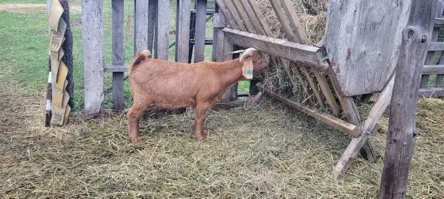 goats for sale