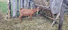 goats for sale
