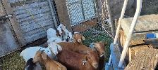 goats for sale - Photo 2