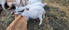 goats for sale - Photo 3