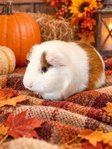Meet Poptart!