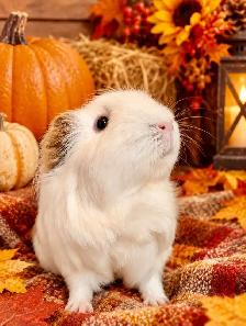 Meet Poptart! - Photo 2
