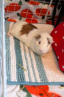 Meet Poptart! - Photo 3