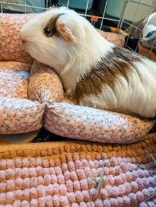 Meet Poptart! - Photo 4