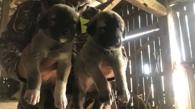 Kangal Puppies Sale– Farm-Raised Livestock Guardians – Brock, ON