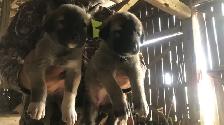 Kangal Puppies Sale– Farm-Raised Livestock Guardians – Brock, ON