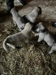 Kangal Puppies Sale– Farm-Raised Livestock Guardians – Brock, ON - Photo 2