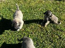 Kangal Puppies Sale– Farm-Raised Livestock Guardians – Brock, ON - Photo 3