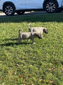 Kangal Puppies Sale– Farm-Raised Livestock Guardians – Brock, ON - Photo 4