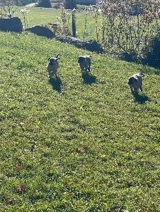 Kangal Puppies Sale– Farm-Raised Livestock Guardians – Brock, ON - Photo 5