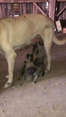 Kangal Puppies Sale– Farm-Raised Livestock Guardians – Brock, ON - Photo 6