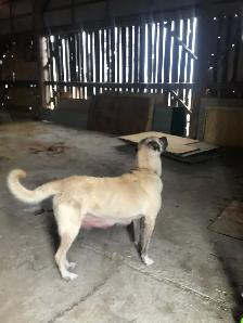 Kangal Puppies Sale– Farm-Raised Livestock Guardians – Brock, ON - Photo 7