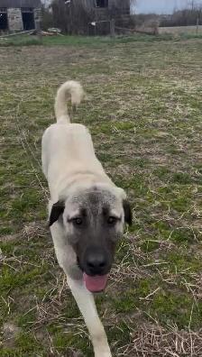 Kangal Puppies Sale– Farm-Raised Livestock Guardians – Brock, ON - Photo 8
