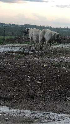 Kangal Puppies Sale– Farm-Raised Livestock Guardians – Brock, ON - Photo 9