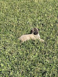 Kangal Puppies Sale– Farm-Raised Livestock Guardians – Brock, ON - Photo 10