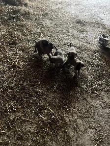 Kangal Puppies Sale– Farm-Raised Livestock Guardians – Brock, ON - Photo 11