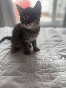 Adorable Kittens !!
