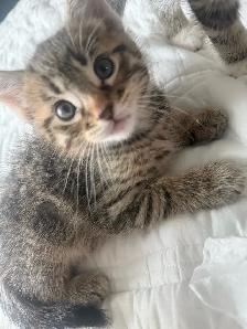Adorable Kittens !! - Photo 2