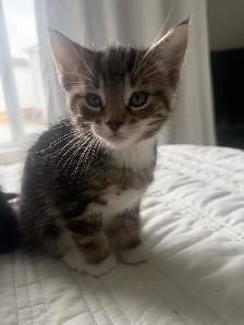 Adorable Kittens !! - Photo 3