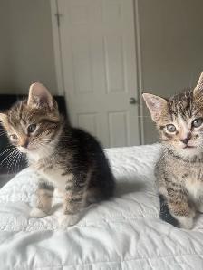 Adorable Kittens !! - Photo 4