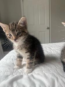 Adorable Kittens !! - Photo 5