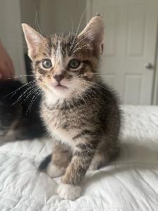 Adorable Kittens !! - Photo 6