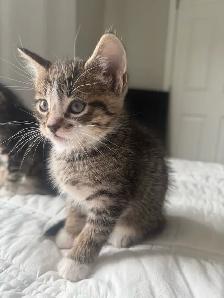 Adorable Kittens !! - Photo 7