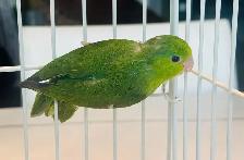 Beautiful young Parrotlets - Photo 6