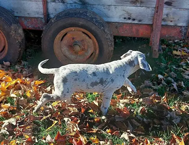 Great Dane puppies