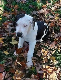 Great Dane puppies - Photo 2