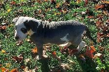 Great Dane puppies - Photo 3