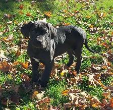 Great Dane puppies - Photo 4